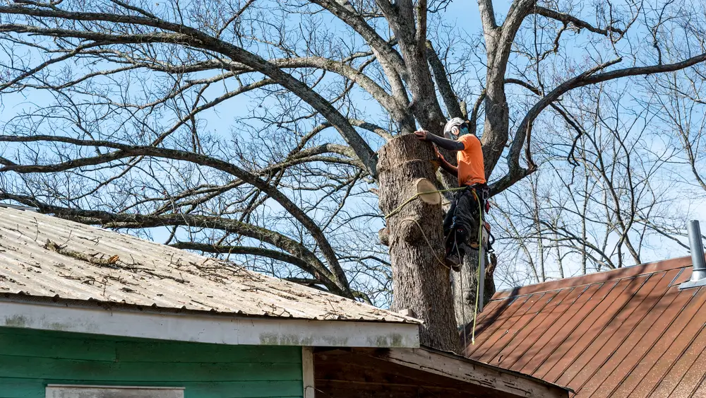 Tree Trimming 1