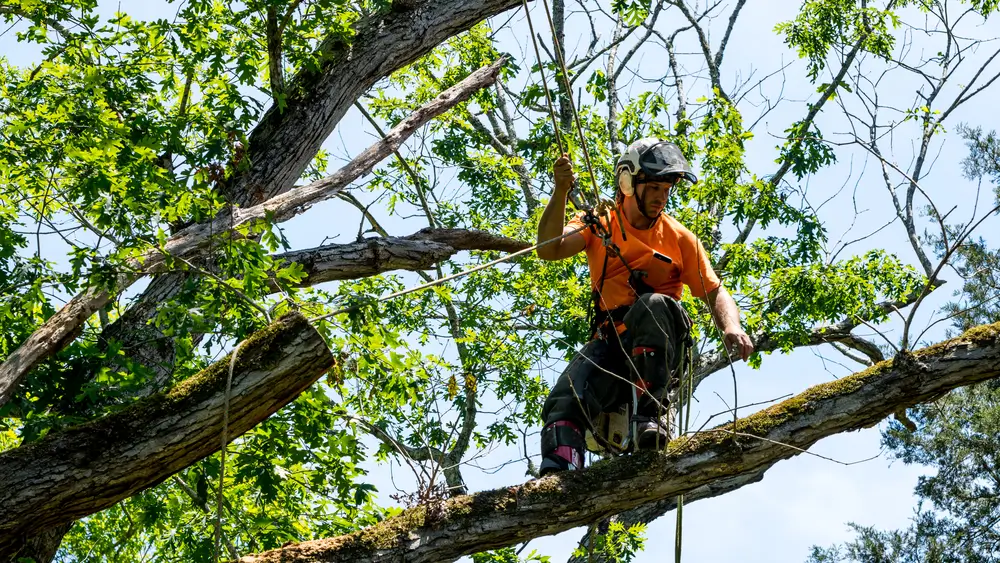 Tree Trimming 2