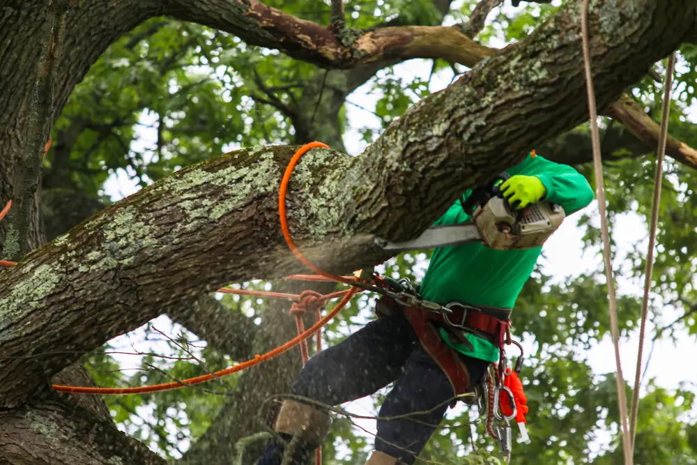Tree Trimming 3